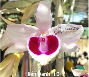Một trong những mẫu hoa lan phi điệp đột biến của vườn lan Hiển Oanh (Hoà Bình).